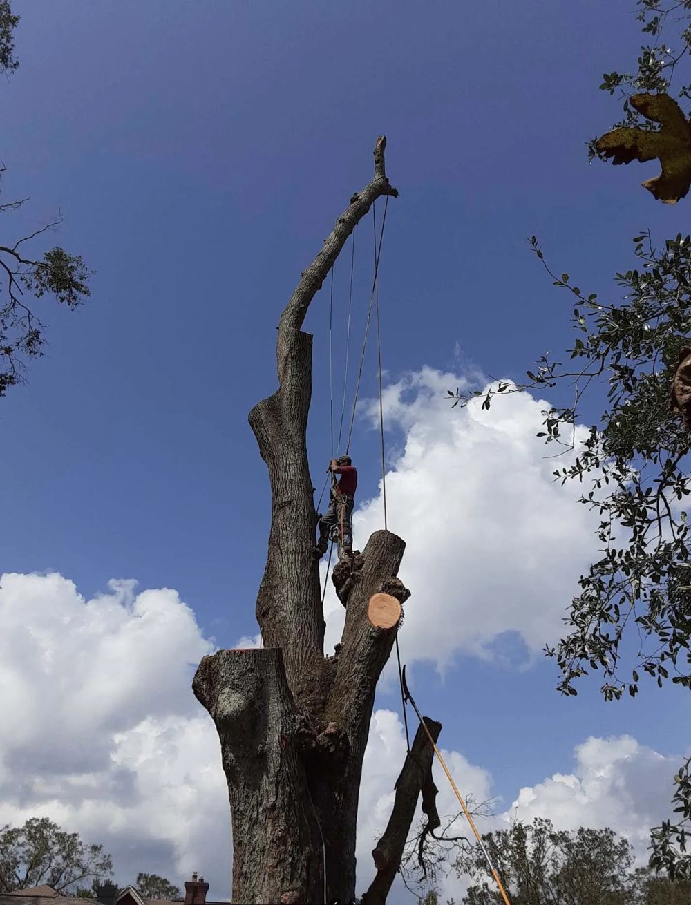 Large tree being felled by a tree service in Grand Rapids, MI
